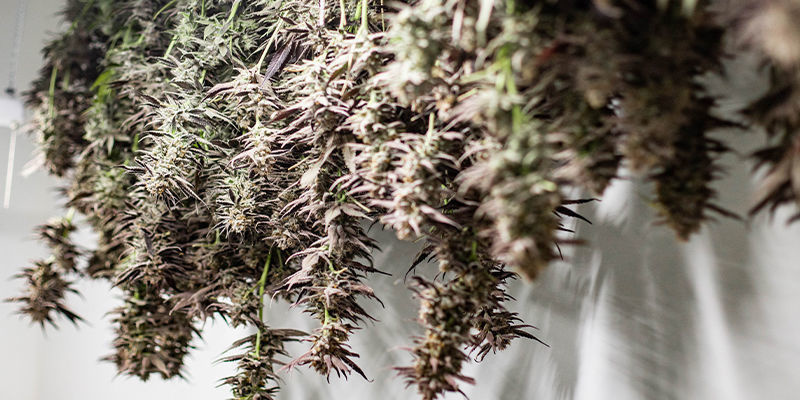 Hvad er fordelene ved at dyrk cannabis på hovedet? Hvad er fordelene ved at dyrk cannabis på hovedet?