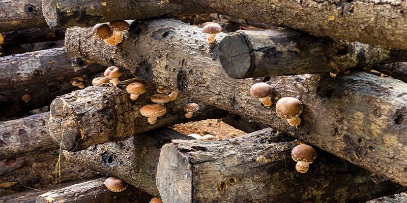 Logs Logs