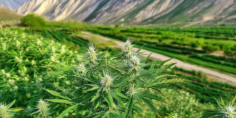 Dyrkning af afghanske landrace-sorter Dyrkning af afghanske landrace-sorter