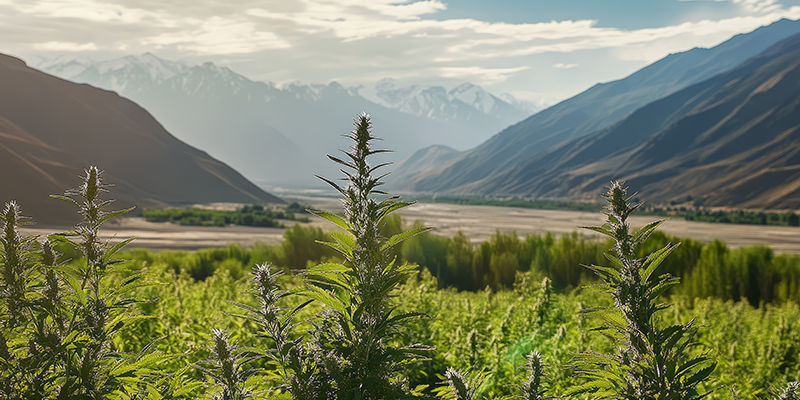 Historien om afghanske landrace-sorter Historien om afghanske landrace-sorter