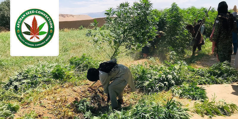 Den unikke rejse for Afghan Seed Connection The Unique Journey Of Afghan Seed Connection