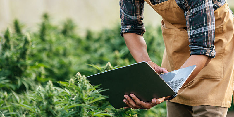 10 Interessante cannabisselskaber i 2024 10 Interessante cannabisselskaber i 2024