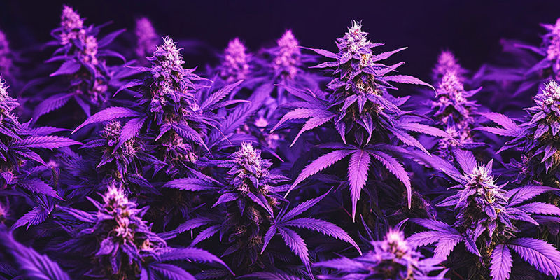 Cannabisdyrkning: 10 vandrehistorier og myter Cannabis Growing: 10 Urban Legends & Myths