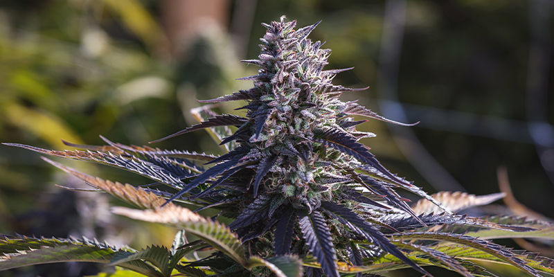 Tid til at afsløre nogle cannabis-myter? Tid til at afl