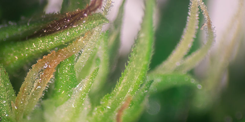 Du kan afgøre din plantes køn ud fra antallet af skudspidser Du kan afgøre din plantes køn ud fra antallet af skudspidser