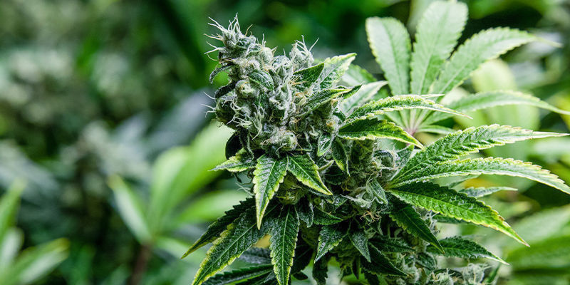 Cannabis og kreatin: hårdere, bedre, hurtigere, stærkere? Cannabis og kreatin: hårdere, bedre, hurtigere, stærkere?