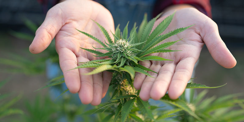 Vil kreatin få mine cannabisplanter til at vokse hurtigere? Vil kreatin få mine cannabisplanter til at vokse hurtigere?