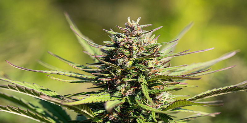 Vil kreatin få mine cannabisplanter til at se bedre ud? Vil kreatin få mine cannabisplanter til at se bedre ud?