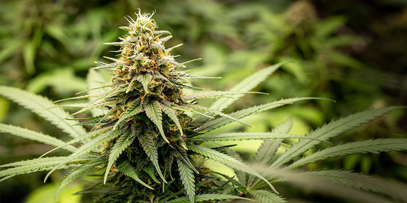 Mary Jane: De bedste sorter til den store dag