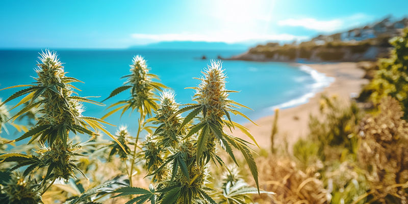 Dyrkning af cannabis ved havet: En sikker vinder! Dyrkning af cannabis ved havet: En sikker vinder!