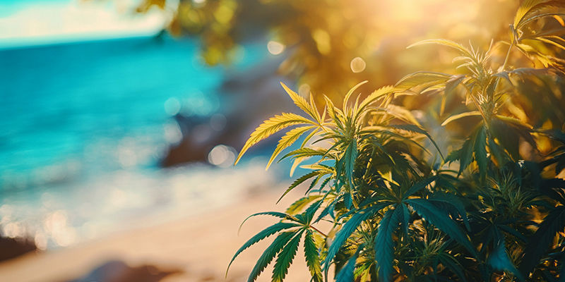 Dyrkning af cannabis ved havet: Hvad du kan forvente Dyrkning af cannabis ved havet: Hvad du kan forvente