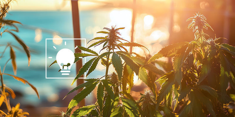 Tips til at dyrke cannabis ved havet Tips til at dyrk cannabis ved havet