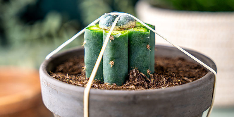 Sp&aelig;nd gummib&aring;nd lodret rundt om potten med Echinopsis og hen over peyoten for at holde et j&aelig;vnt tryk.