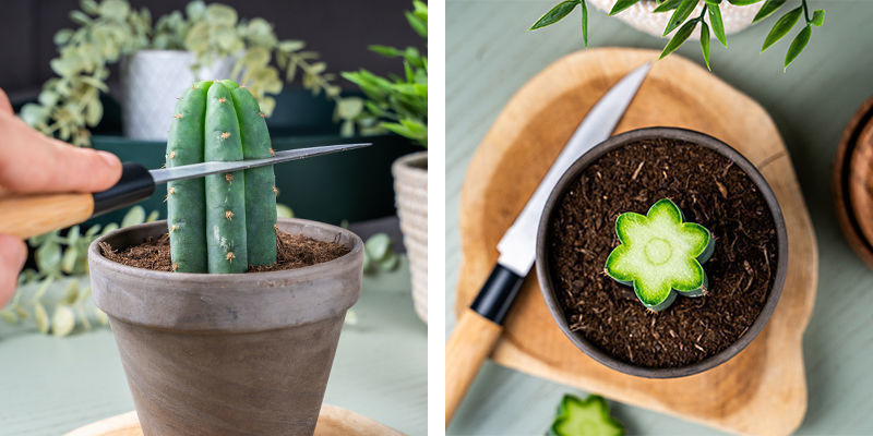 Dyp klingen i denatureret sprit for at sterilisere den. Lav &eacute;t rent snit, og sk&aelig;r et par centimeter af toppen p&aring; Echinopsis.