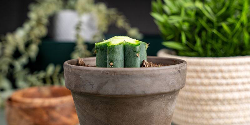 Sk&aelig;r en lille skr&aring; kant &oslash;verst p&aring; hver ribbe p&aring; Echinopsis.