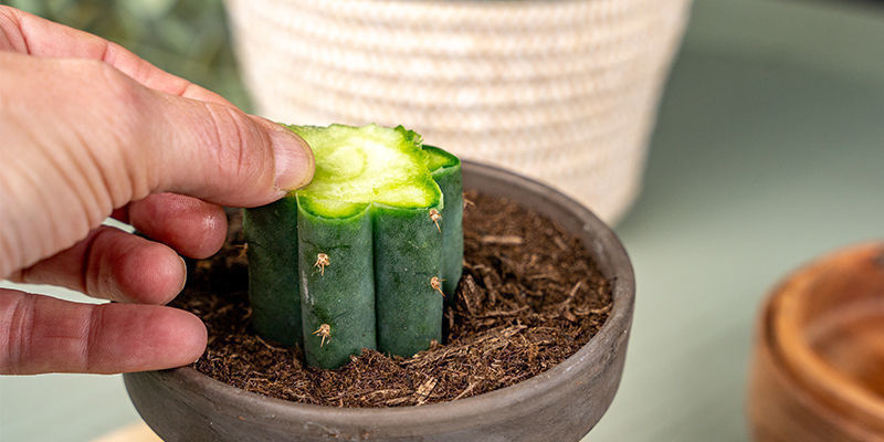 Nu kan du fjerne den tynde beskyttelsesskive, du skar af b&aring;de Echinopsis-grundstammen og peyoten.
