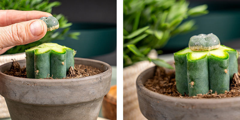 Tryk peyoten forsigtigt ned p&aring; toppen af Echinopsis for at presse eventuel luft ud.