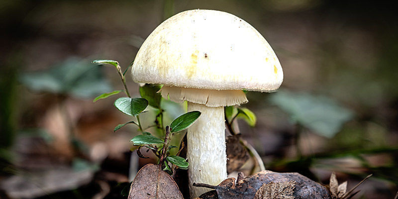 Dødsfluesvamp Death Cap