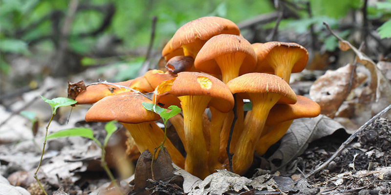 Jack-O'-Lantern Mushroom Jack-O'-Lantern Mushroom