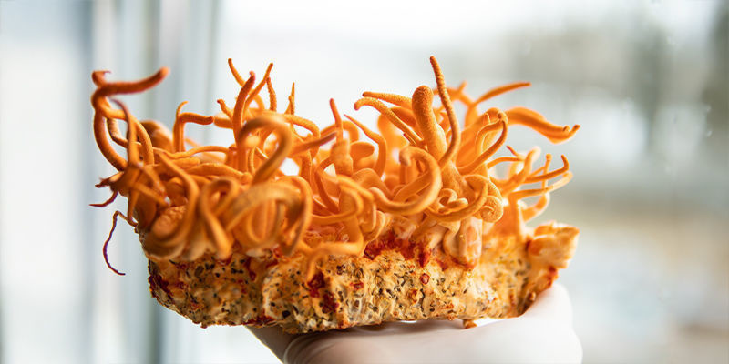 Kan du dyrke cordyceps-svampe derhjemme? Kan du dyrke cordyceps-svampe derhjemme?