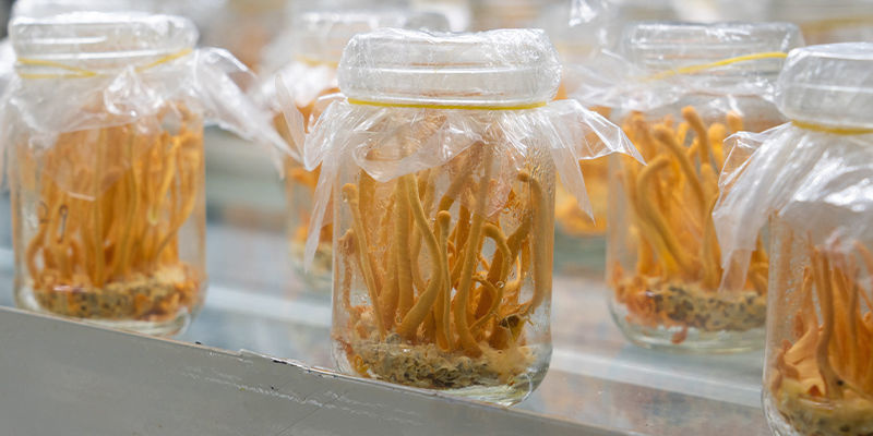 Dyrkning af cordyceps-svampe: Trin-for-trin-guide Dyrkning af cordyceps-svampe: Trin-for-trin-guide