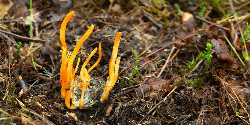 Dyrkning af cordyceps-svampe: fejlfinding Dyrkning af cordyceps-svampe: fejlfinding