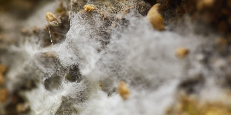 Langsom eller gået i stå mycelievækst Langsom eller gået i stå mycelievækst