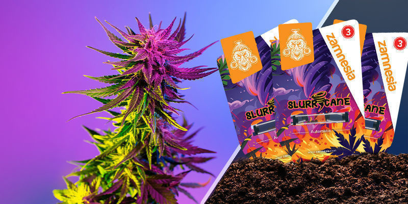 Slurricane Slurricane