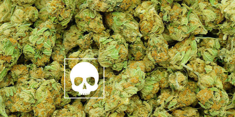 Hvor meget cannabis er “for meget”? Hvor meget cannabis er “for meget”?