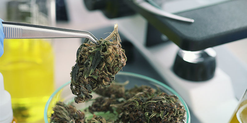 Cannabisens fremtid og dens fordele Cannabisens fremtid og dens fordele