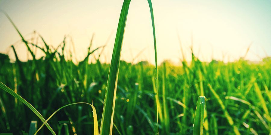 Sukkerrør sugar cane