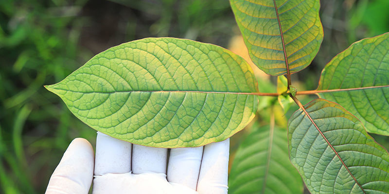 At vælge den rigtige kratom-sort til dig At vælge den rigtige kratom-sort til dig