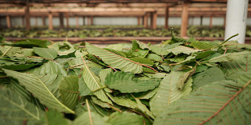 Hvad er kratom? Hvad er kratom?