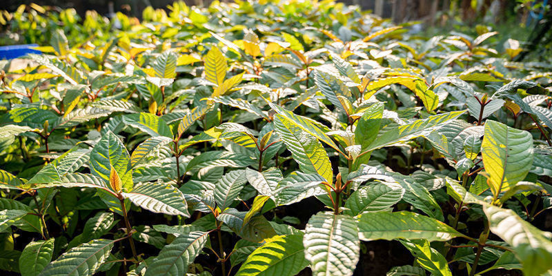 Hvad er forskellen på kratomvarianter? Hvad er forskellen på kratomvarianter?