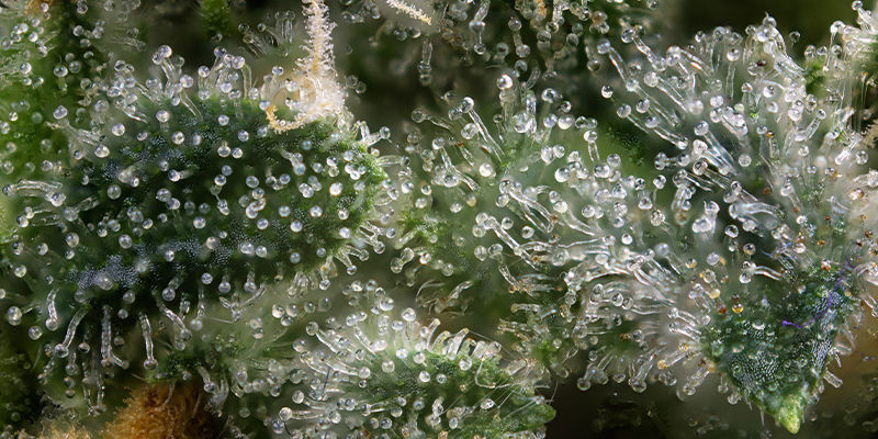Cannabis som et biohacking-værktøj Cannabis som et biohacking-værktøj