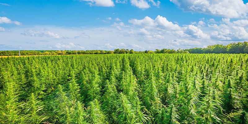 Cannabisturisme: En ny grænse Cannabisturisme: En ny grænse