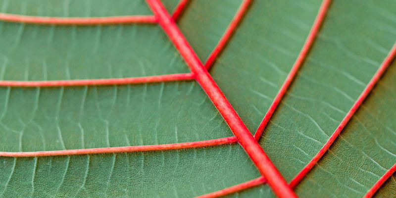 Hvor mange kratomfarver findes der? Hvor mange kratomfarver findes der?