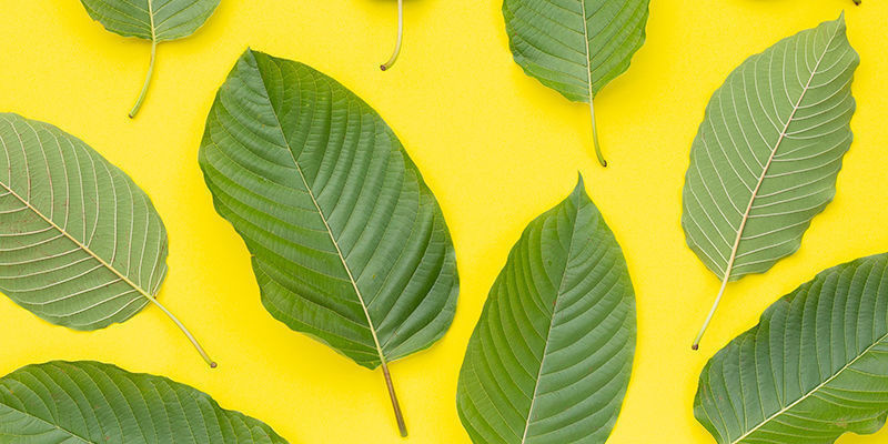 Er guld- eller gul kratom ægte? Er guld- eller gul kratom ægte?