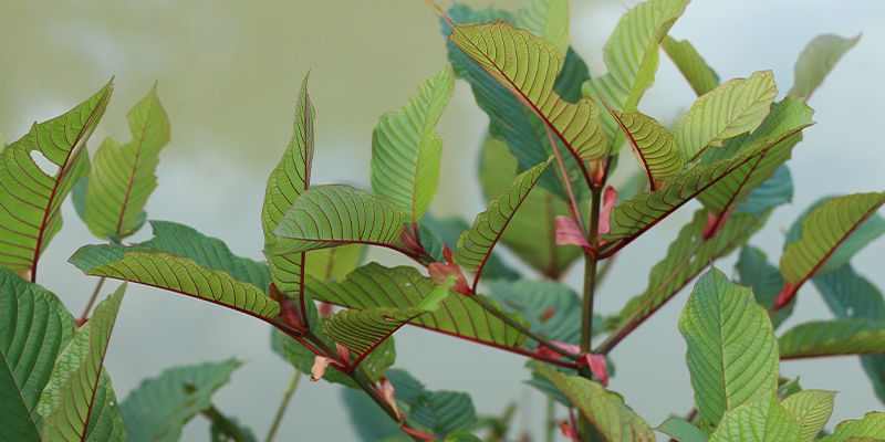 Rød kratom med rød åre Red vein kratom