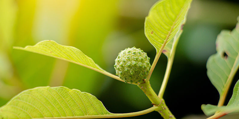 Hvidåre-kratom Hvidåre-kratom