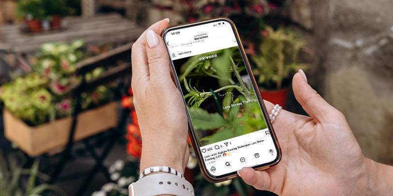 Hvorfor bliver cannabis- og svampekonti målrettet? Hvorfor bliver cannabis- og svampekonti målrettet?