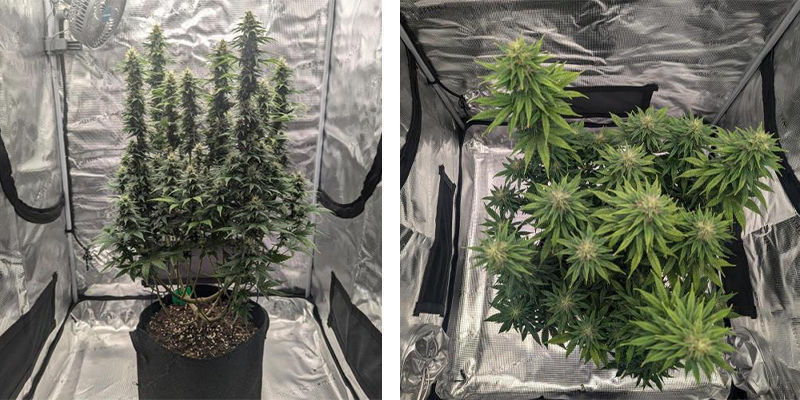 Vælg det rigtige dyrketelt til cannabis Vælg det rigtige dyrketelt til cannabis