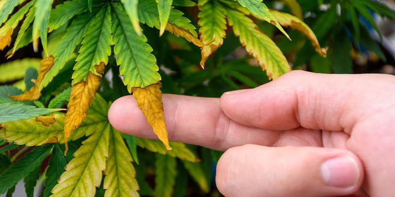 Vedligeholdelse af dit dyrkningstelt til cannabis Vedligeholdelse af dit dyrkningstelt til cannabis