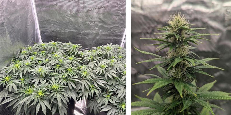 At bruge et dyrkningstelt til cannabis: stærkt anbefalet At bruge et dyrkningstelt til cannabis: stærkt anbefalet