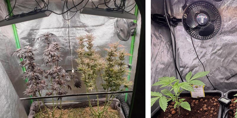 Ventilation og luftcirkulation i cannabis-dyrketelte Ventilation og luftcirkulation i cannabis-dyrketelte