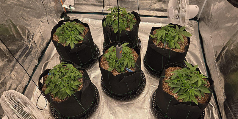 Hvad er et dyrkningstelt til cannabis, og hvorfor bruge et? Hvad er et dyrkningstelt til cannabis, og hvorfor bruge et?