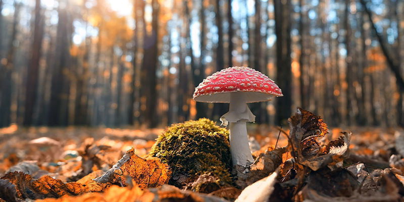 Amanita muscaria (fly agaric) Amanita muscaria (fly agaric)