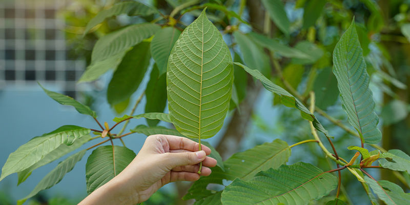 Hvilke gadenavne findes der for kratom? Hvilke gadenavne findes der for kratom?