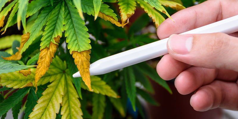 AI i skadedyrsbekæmpelse i cannabisdyrkning AI in cannabis pest control