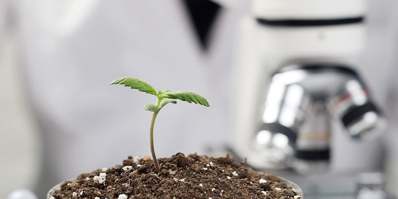 AI i udvikling af cannabissorter AI i udvikling af cannabissorter